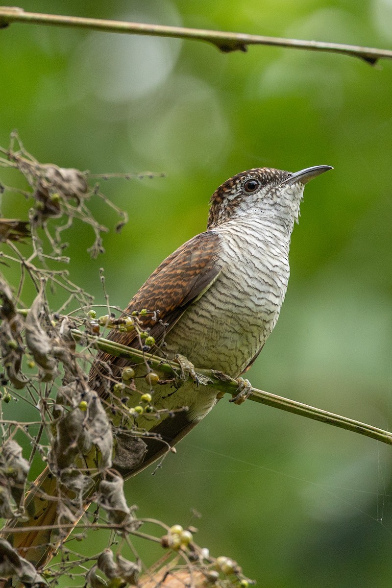 Banded Bay Cuckoo - ML646638293