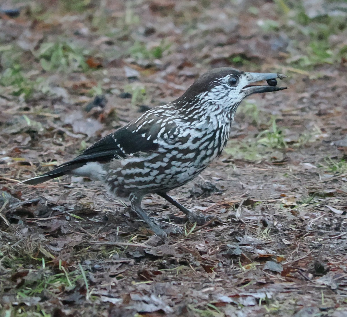 Northern Nutcracker - ML646638295