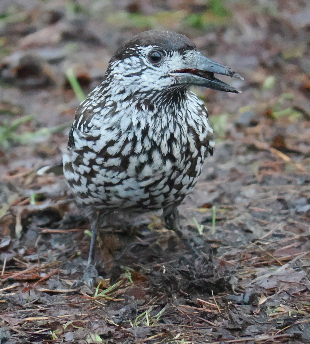 Northern Nutcracker - ML646638296