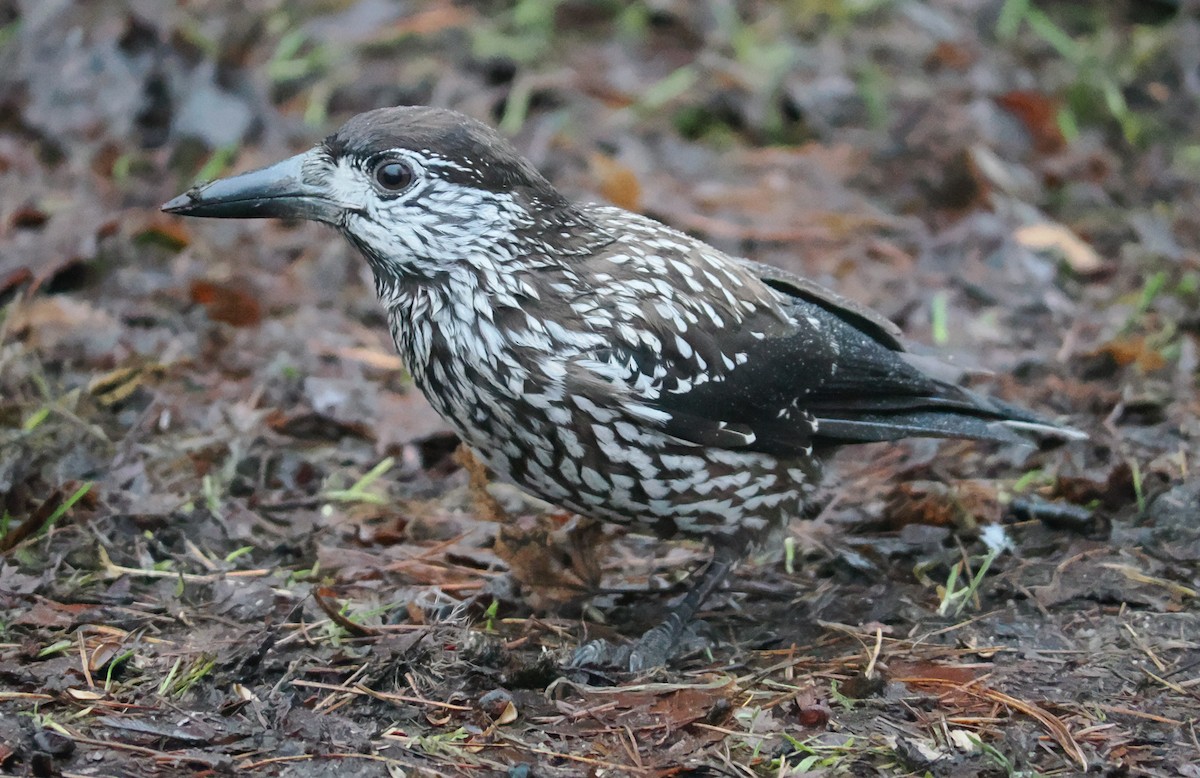 Northern Nutcracker - ML646638297