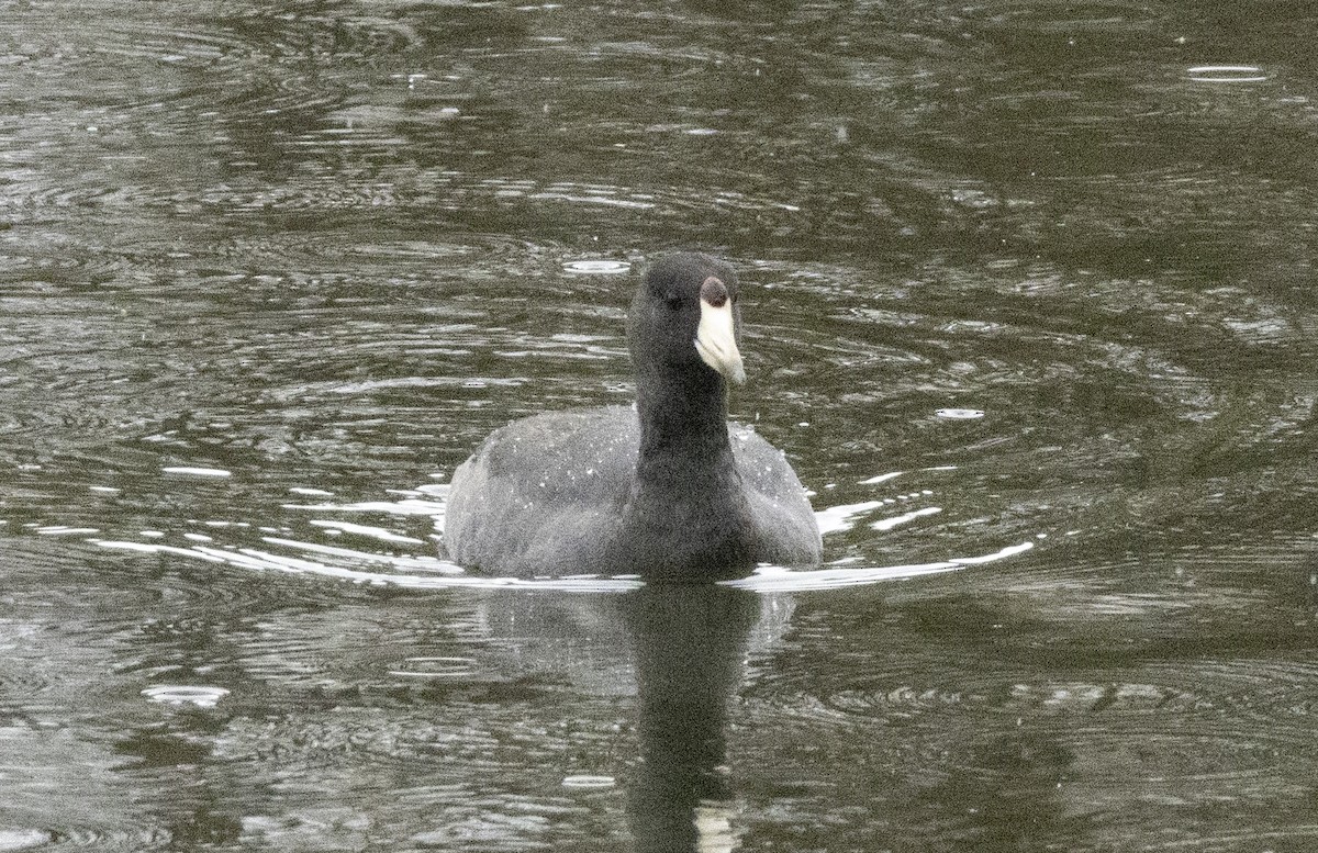 American Coot - ML646638299