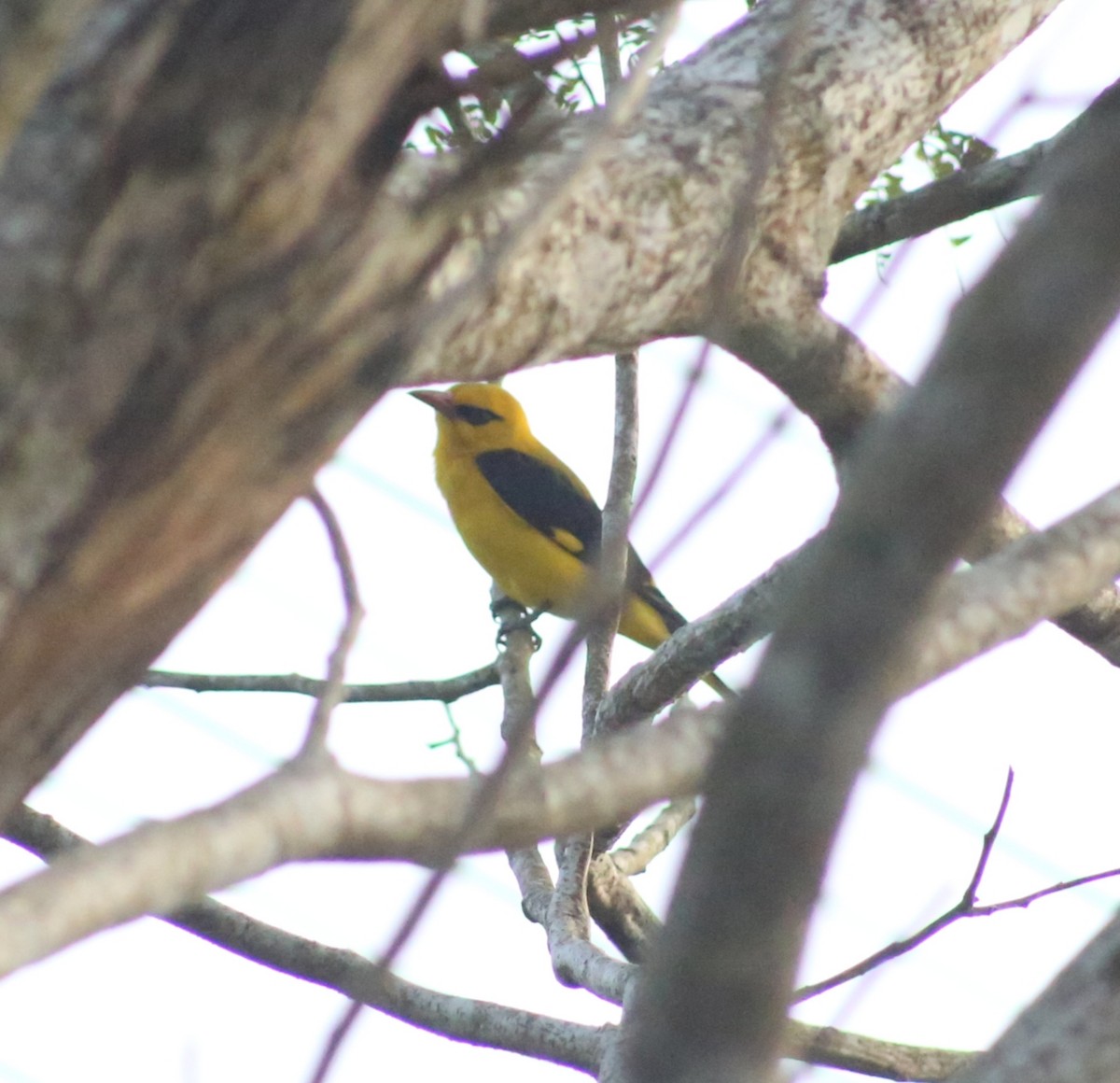 Вивільга індійська - ML646638300