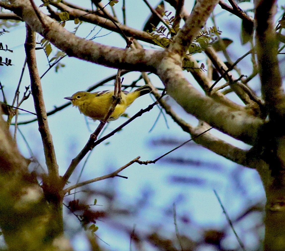 Common Iora - ML646638306