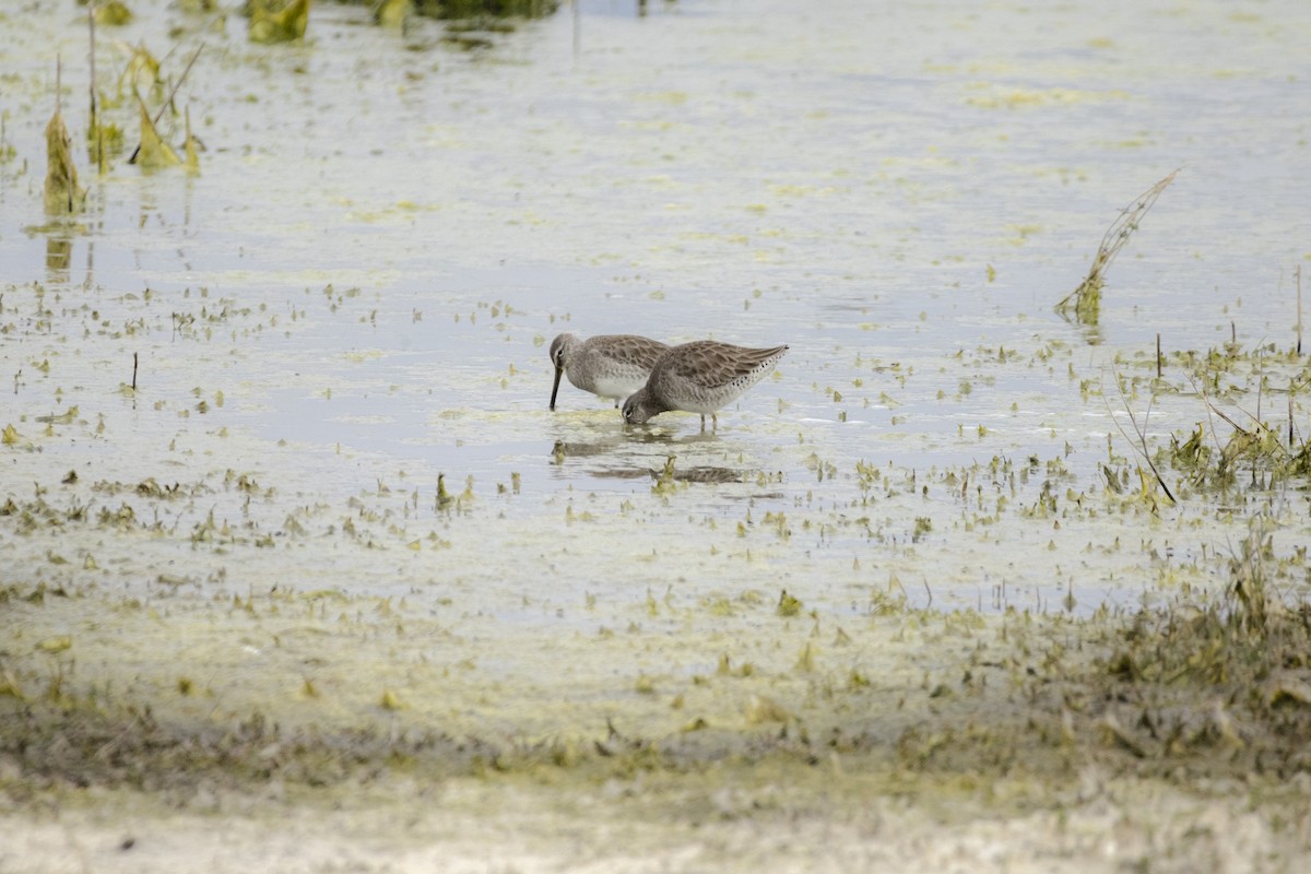 Long-billed Dowitcher - ML646638307