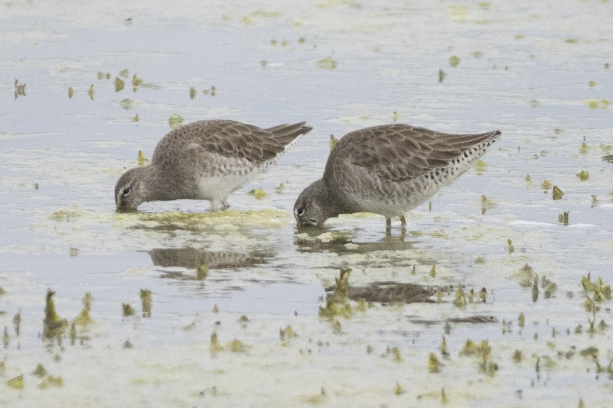 Long-billed Dowitcher - ML646638308