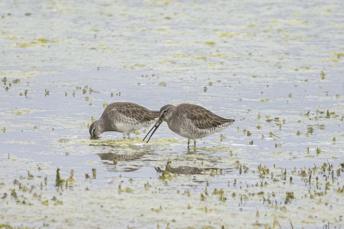 Long-billed Dowitcher - ML646638309