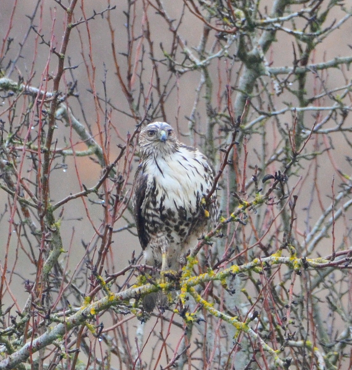 káně rudochvostá - ML646638310