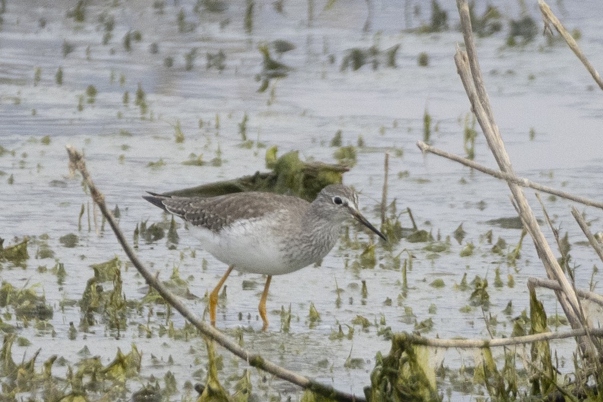 Lesser Yellowlegs - ML646638312