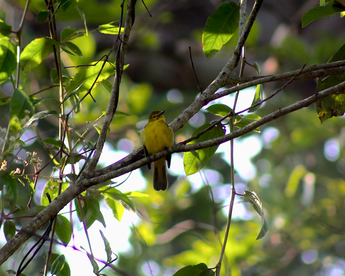 Yellow-browed Bulbul - ML646638318