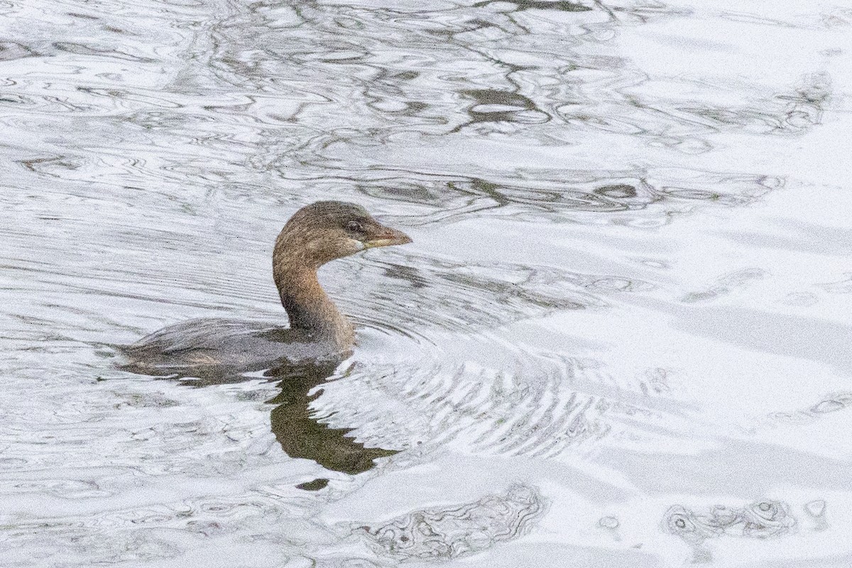 Pied-billed Grebe - ML646638320