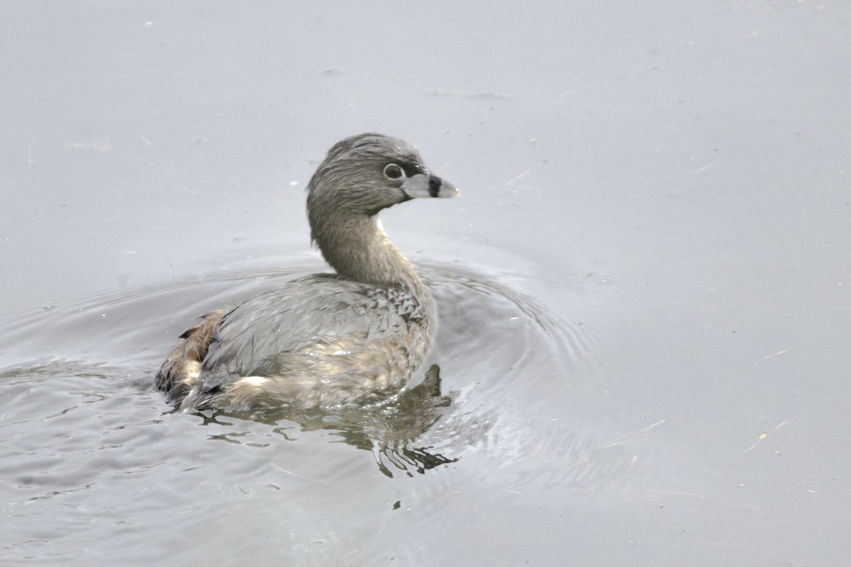 Pied-billed Grebe - ML646638323