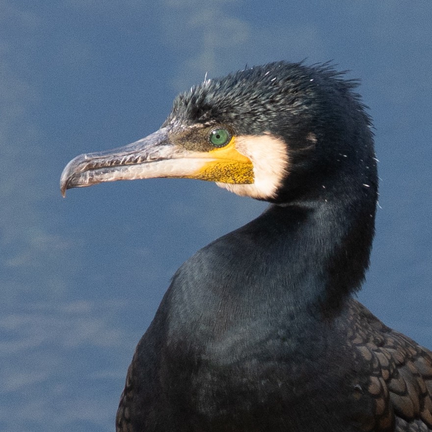 storskarv - ML646638325