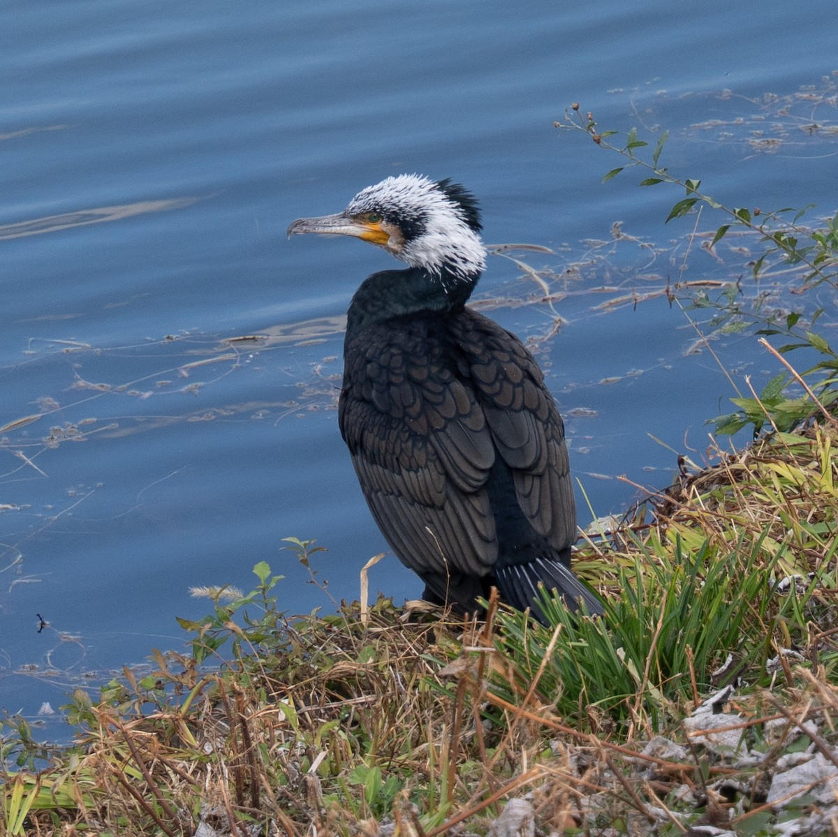 storskarv - ML646638326