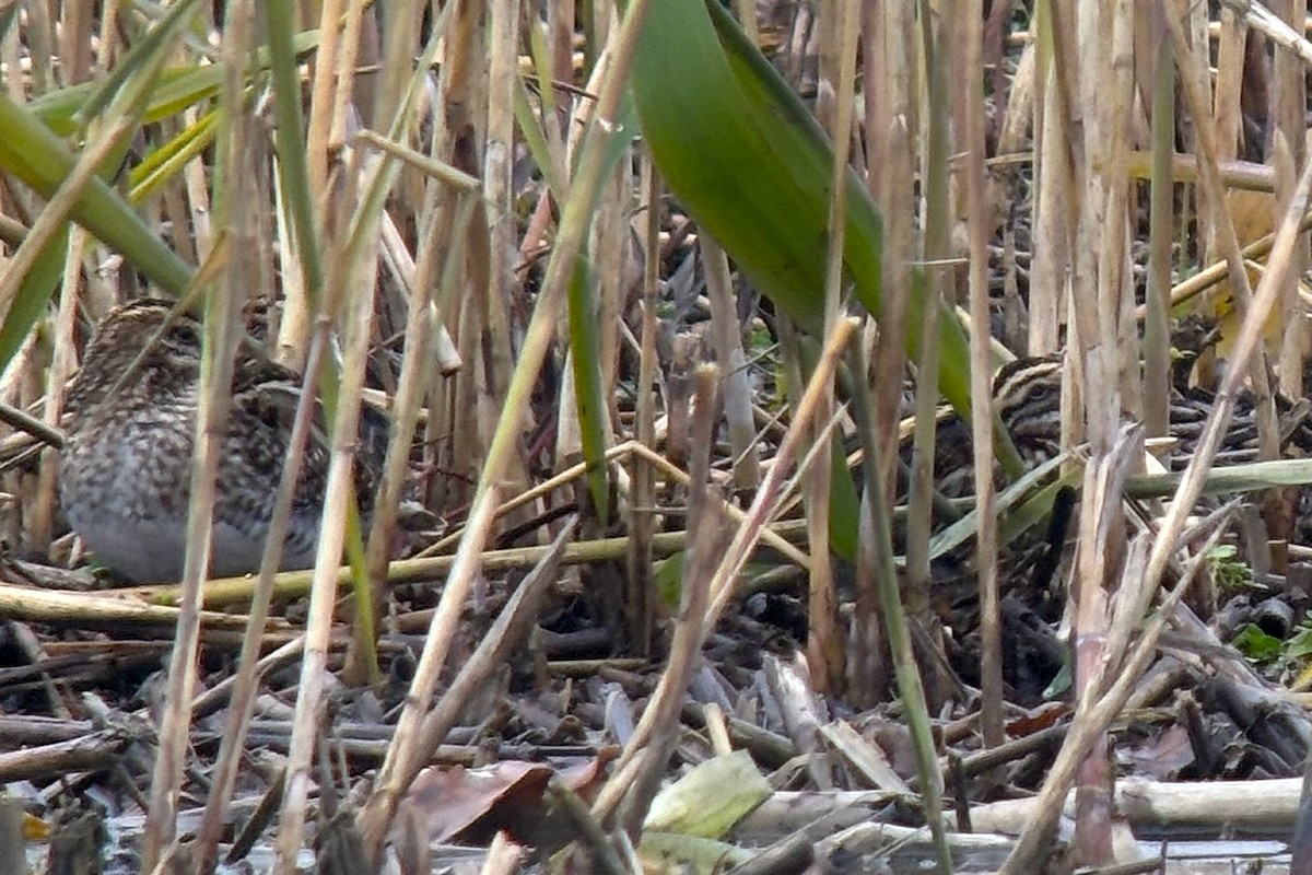 Jack Snipe - ML646638329
