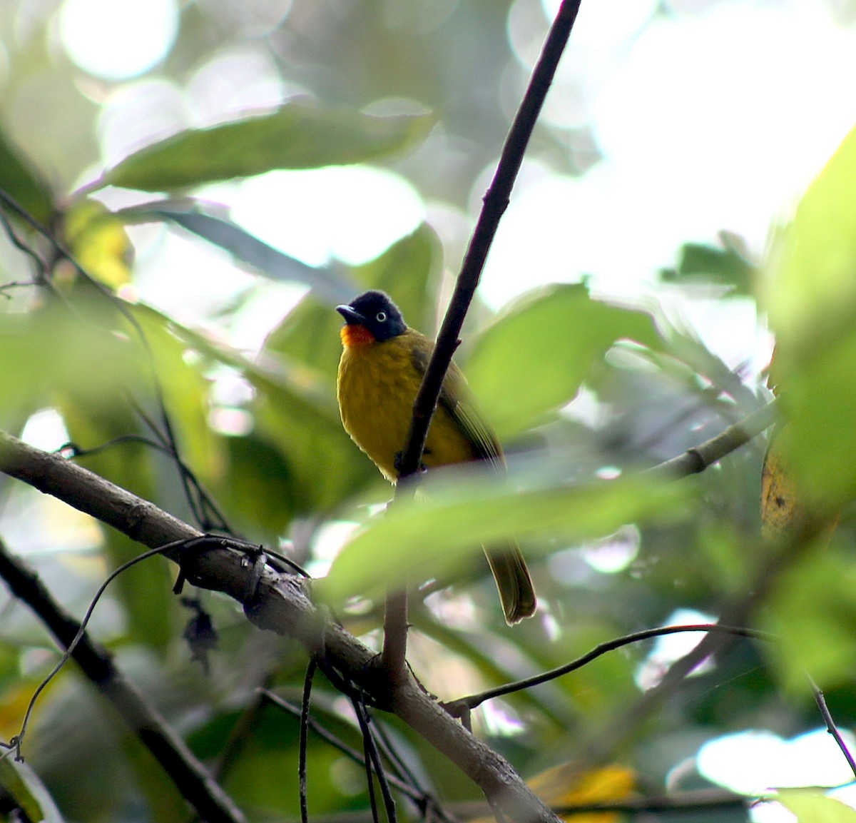 Flame-throated Bulbul - ML646638330