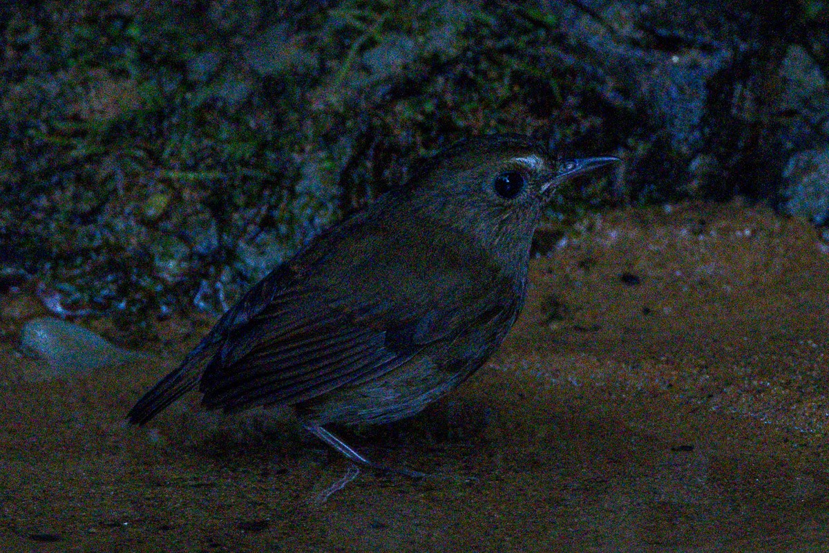 Lesser Shortwing - ML646638332