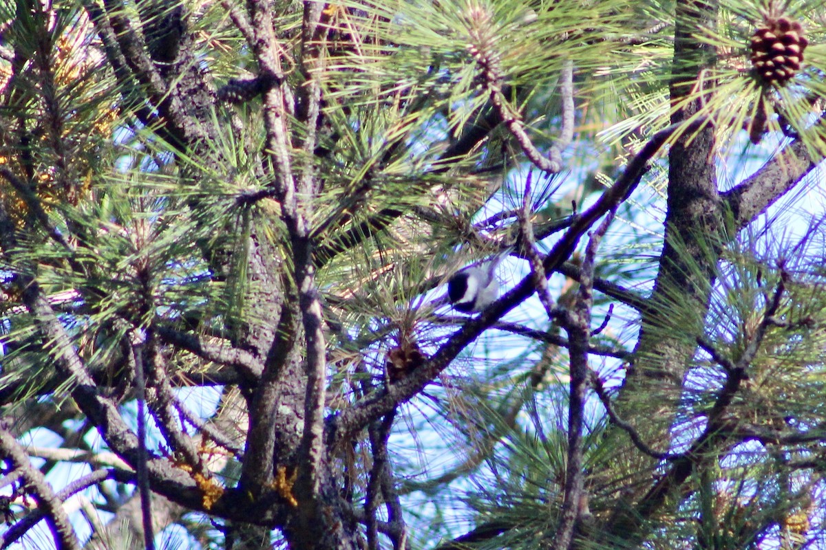 Мексиканская гаичка - ML646638334