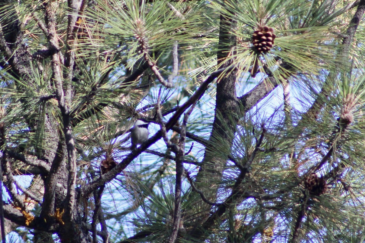 Мексиканская гаичка - ML646638335