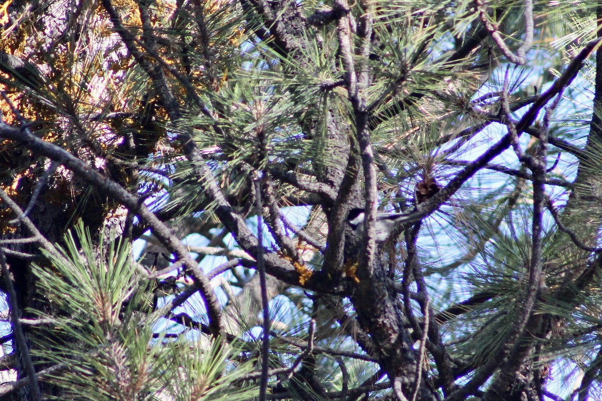 Мексиканская гаичка - ML646638336