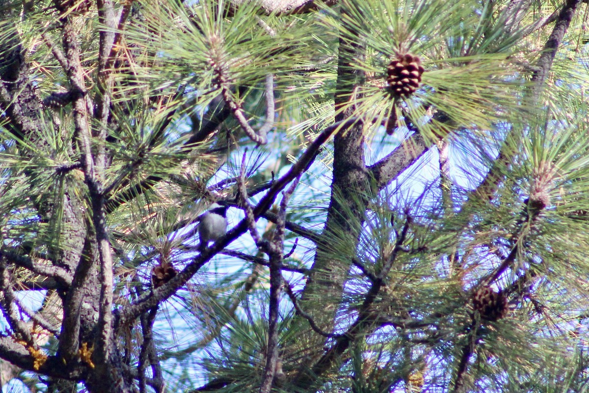 Мексиканская гаичка - ML646638337