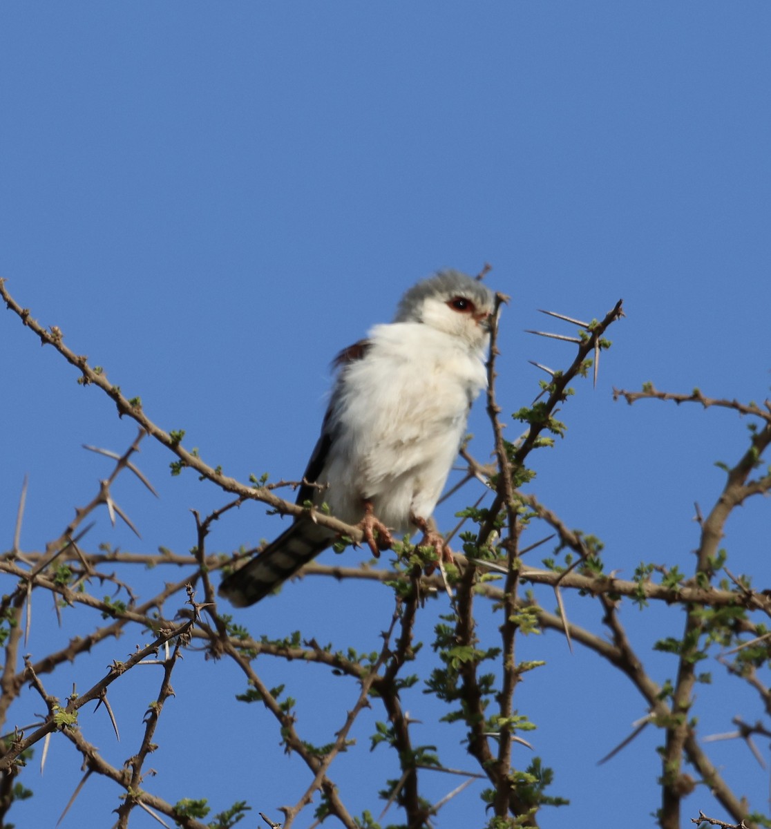 Afrika Cüce Doğanı - ML646638341