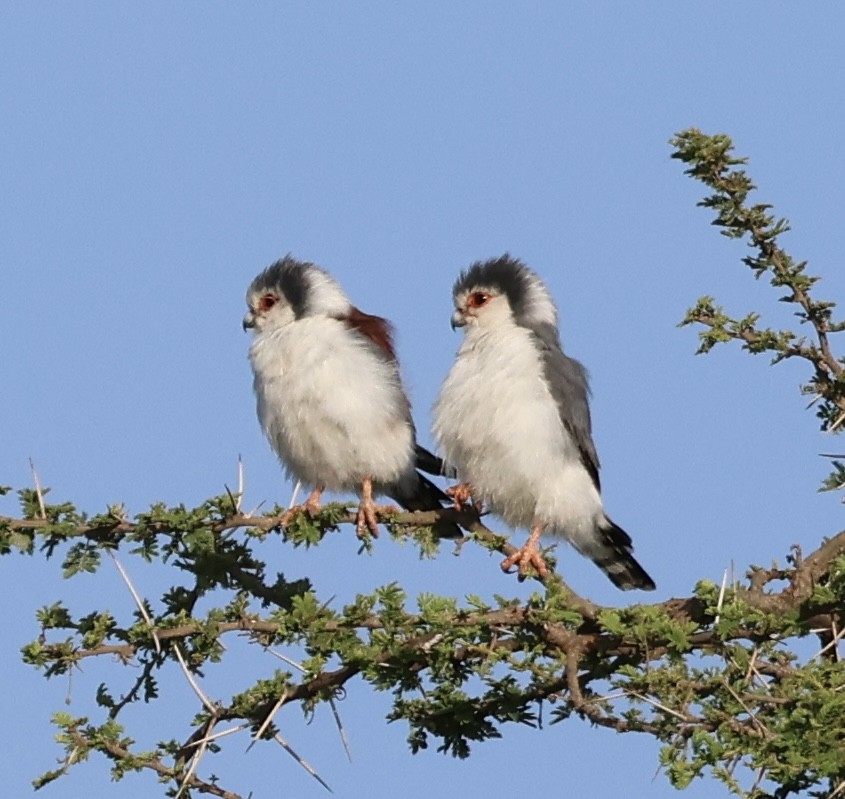 Afrika Cüce Doğanı - ML646638343