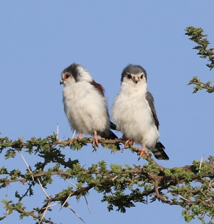 Afrika Cüce Doğanı - ML646638344