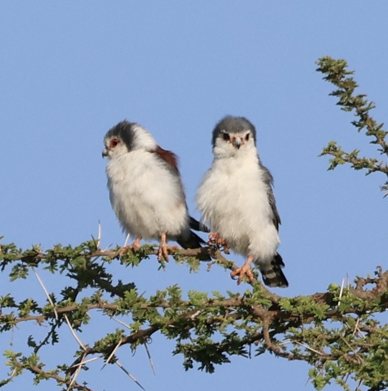 Afrika Cüce Doğanı - ML646638345