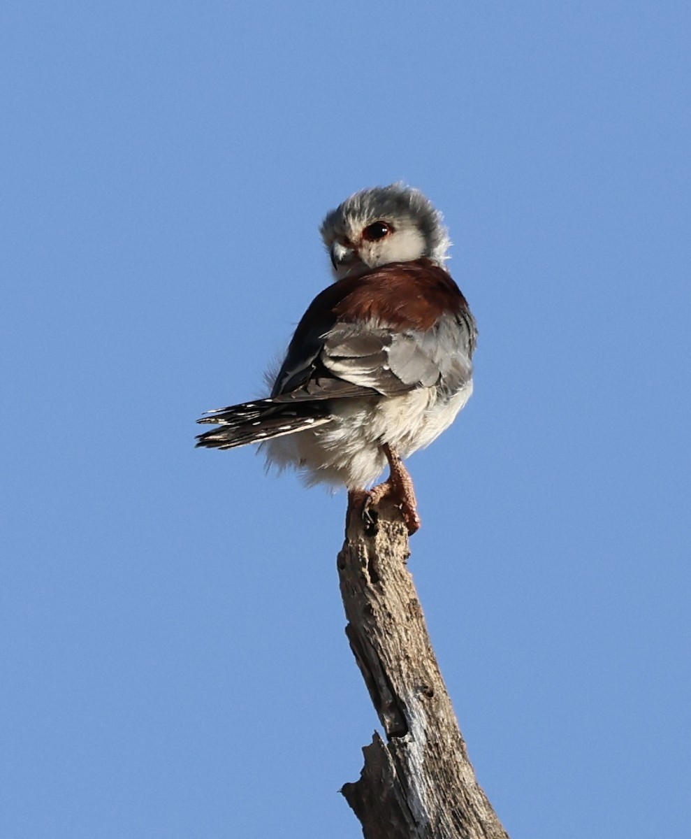 Afrika Cüce Doğanı - ML646638346