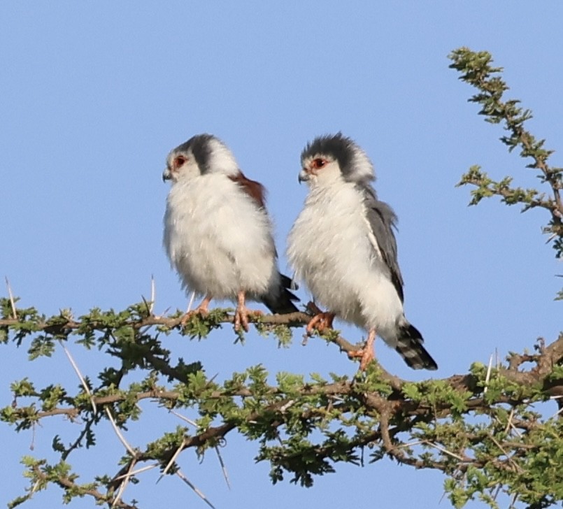 Afrika Cüce Doğanı - ML646638347