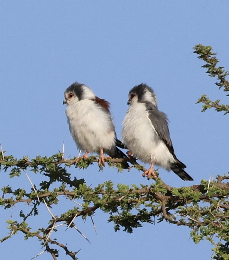 Afrika Cüce Doğanı - ML646638348