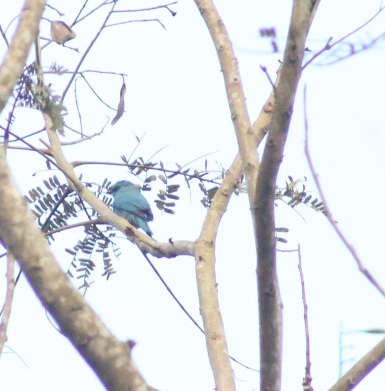 銅藍鶲 - ML646638350