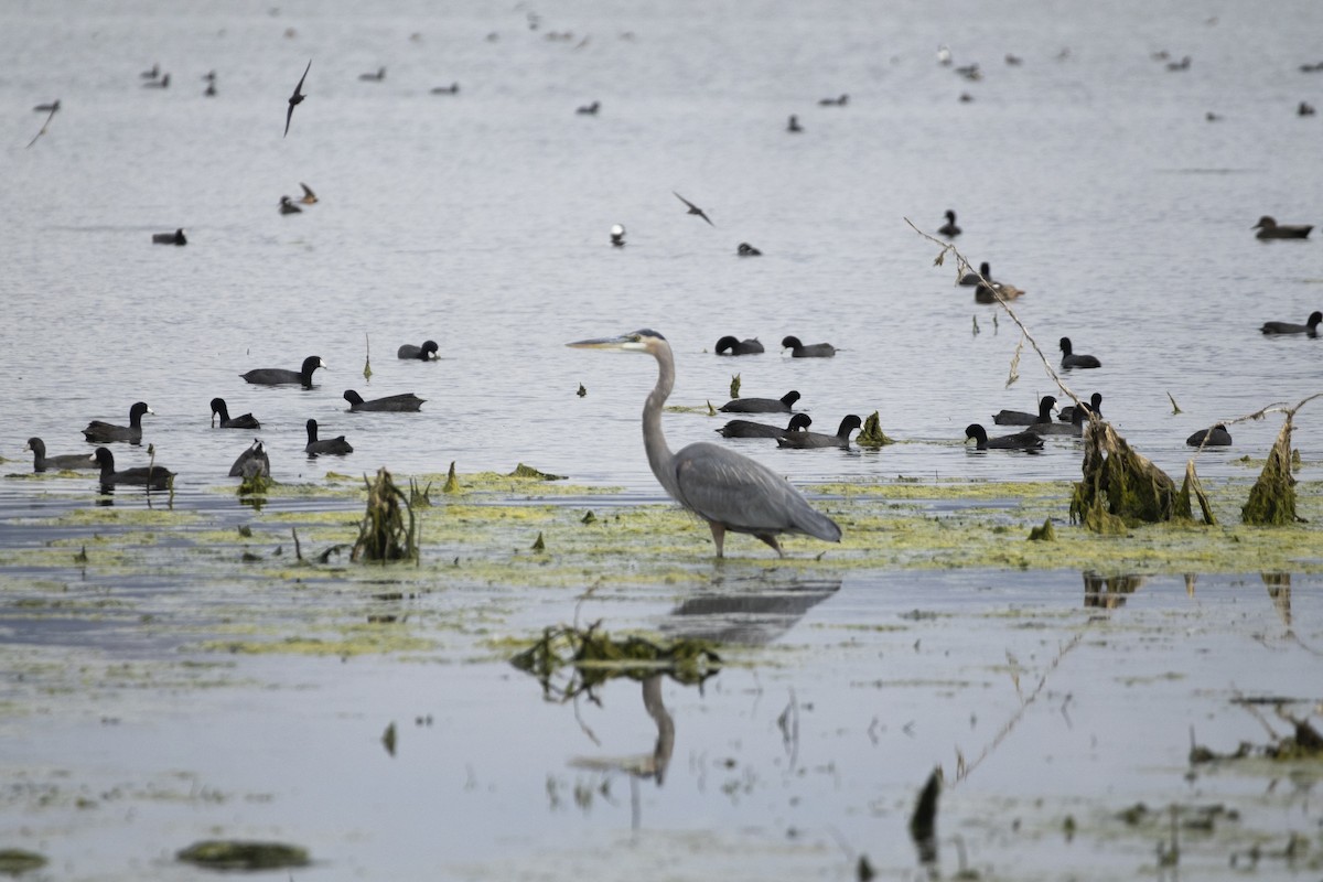 Grand Héron - ML646638351