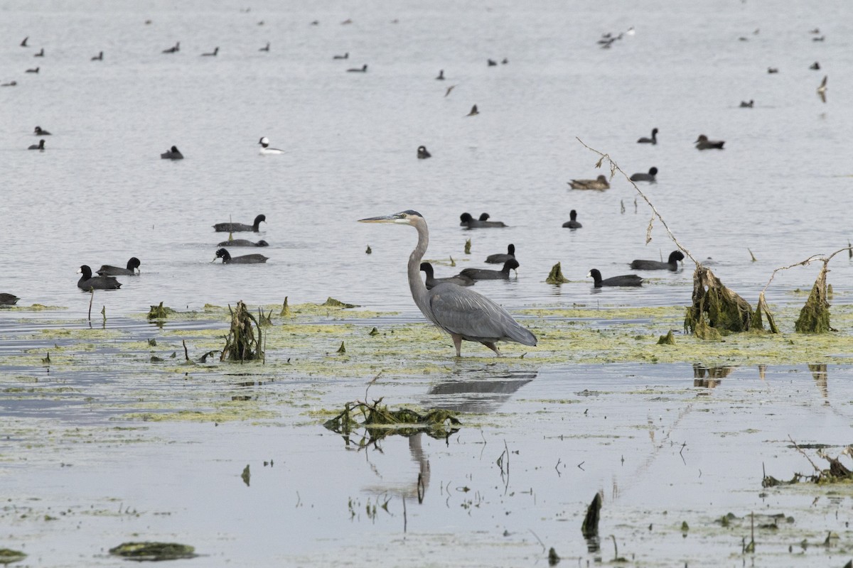 Grand Héron - ML646638352