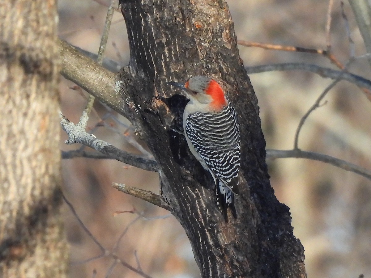 Red-bellied Woodpecker - ML646638356