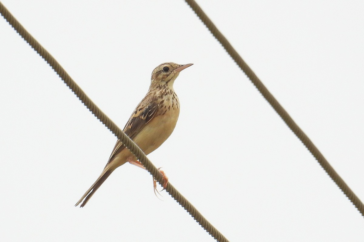 Blyth's Pipit - ML646638357