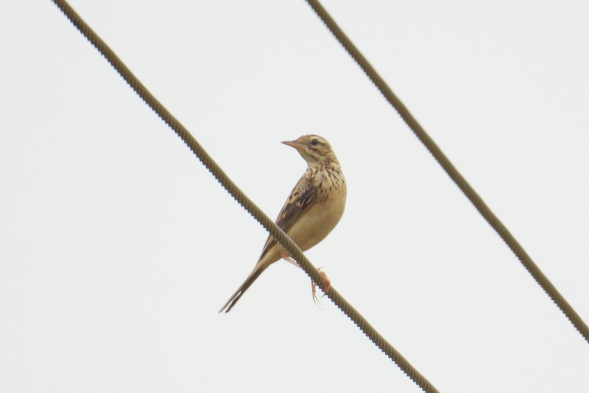 Blyth's Pipit - ML646638358