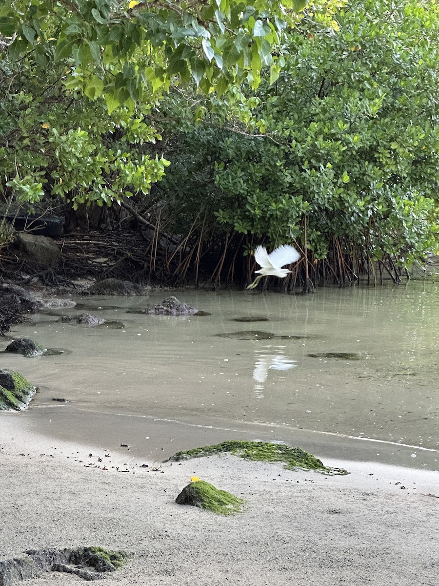 Little Blue Heron - ML646638359