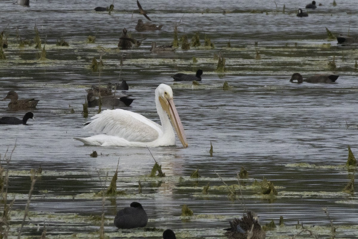 American White Pelican - ML646638361