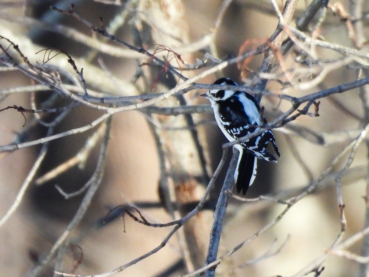 Downy Woodpecker - ML646638364