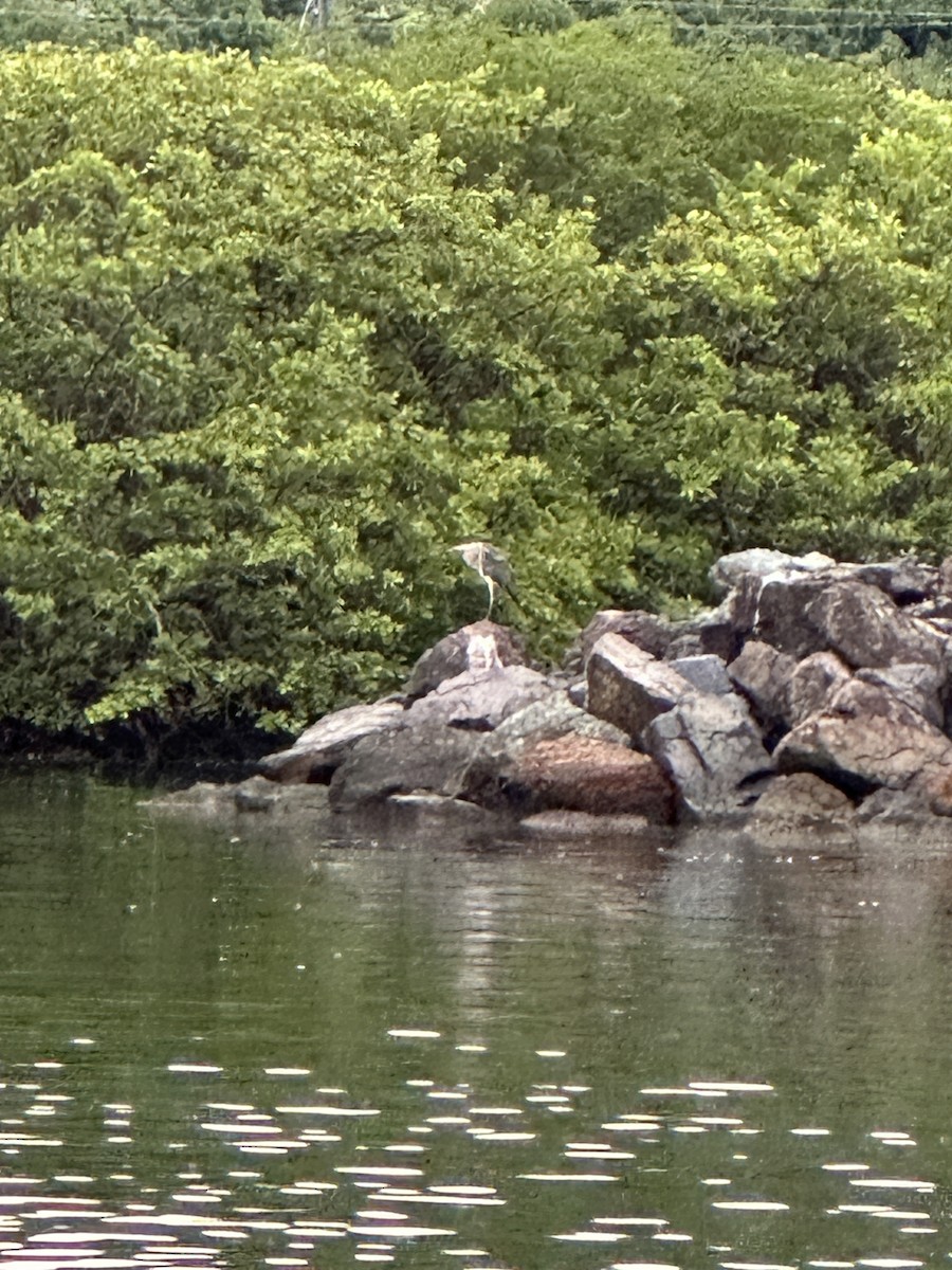 Grand Héron - ML646638368