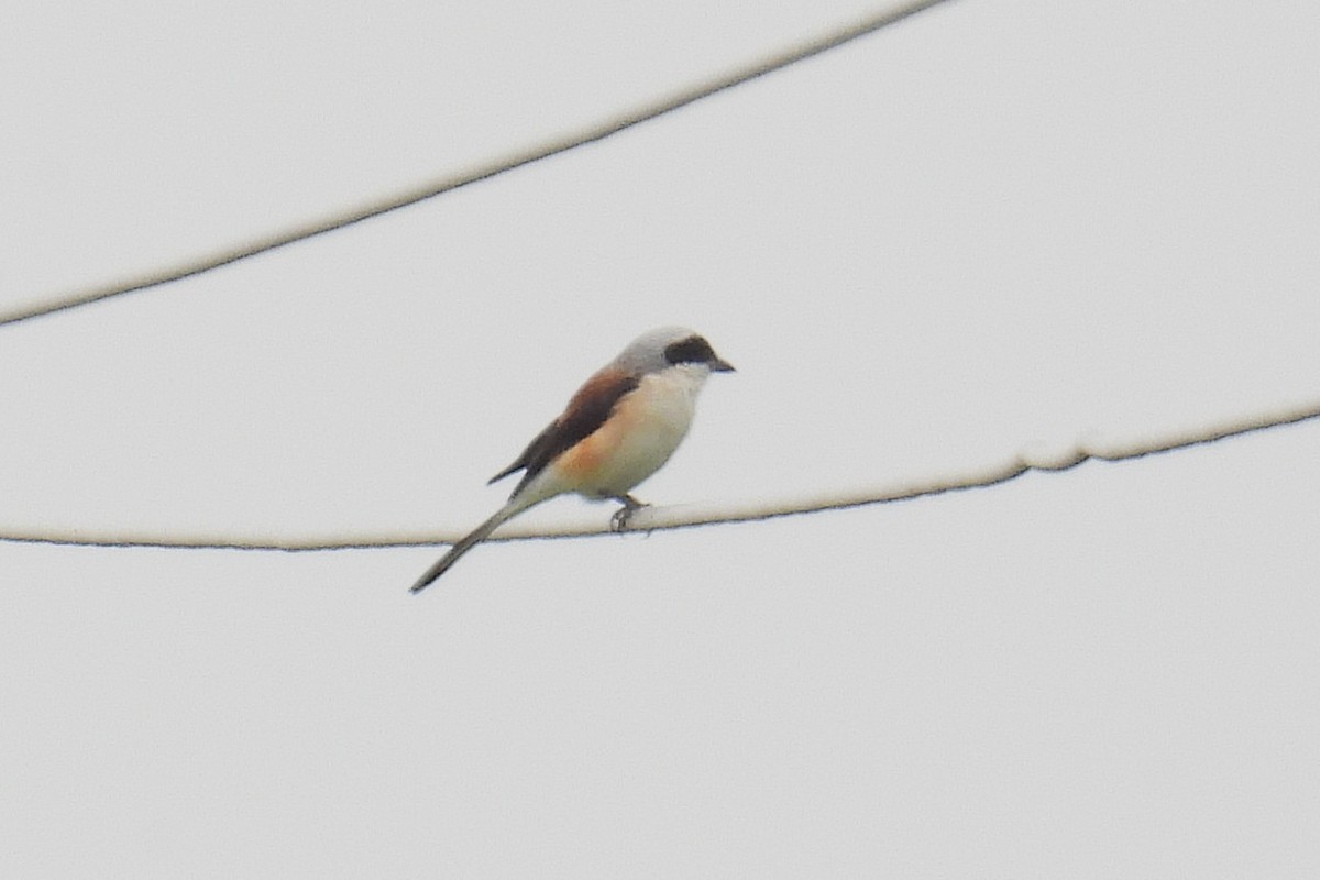 Bay-backed Shrike - ML646638374