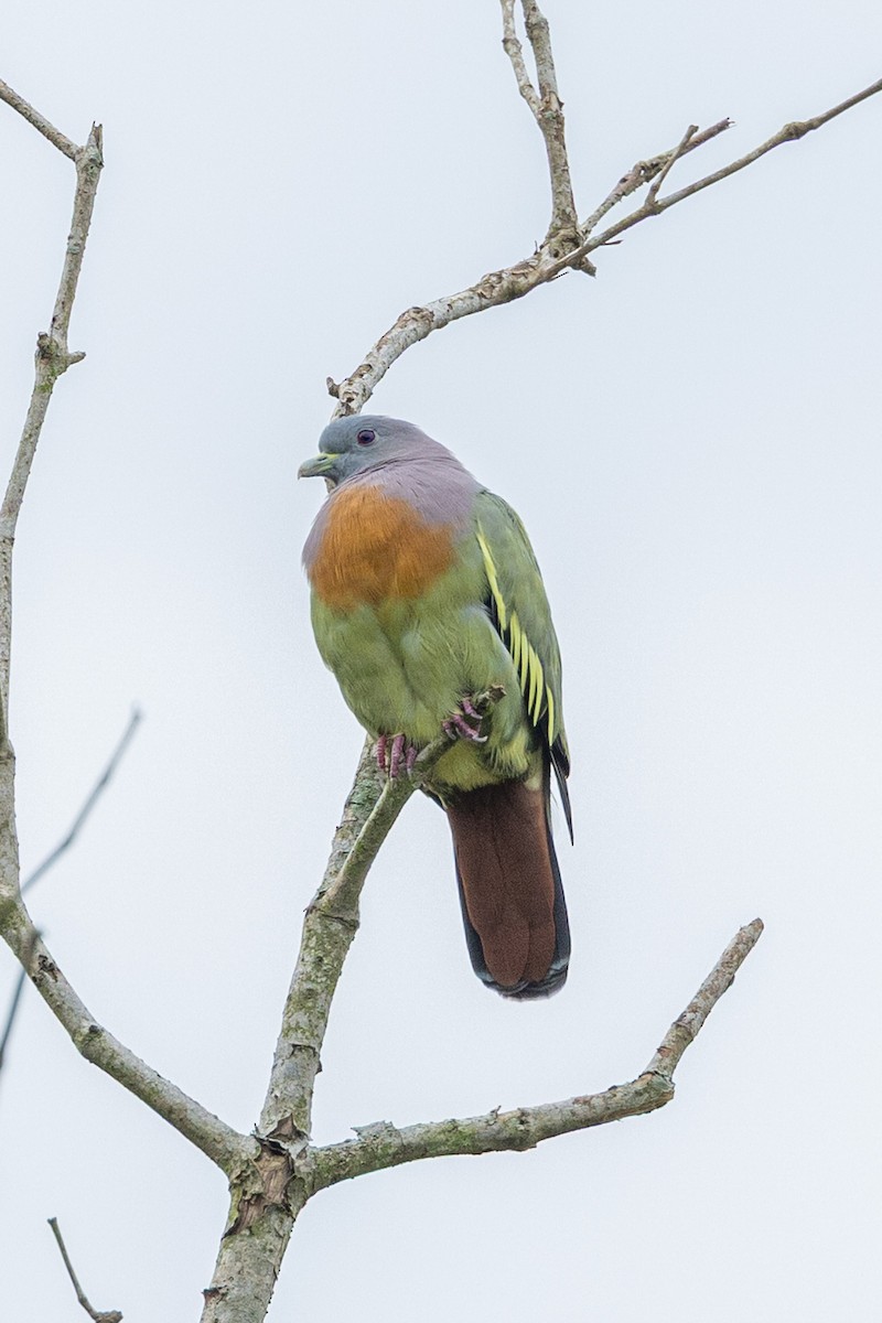 Pink-necked Green-Pigeon - ML646638376