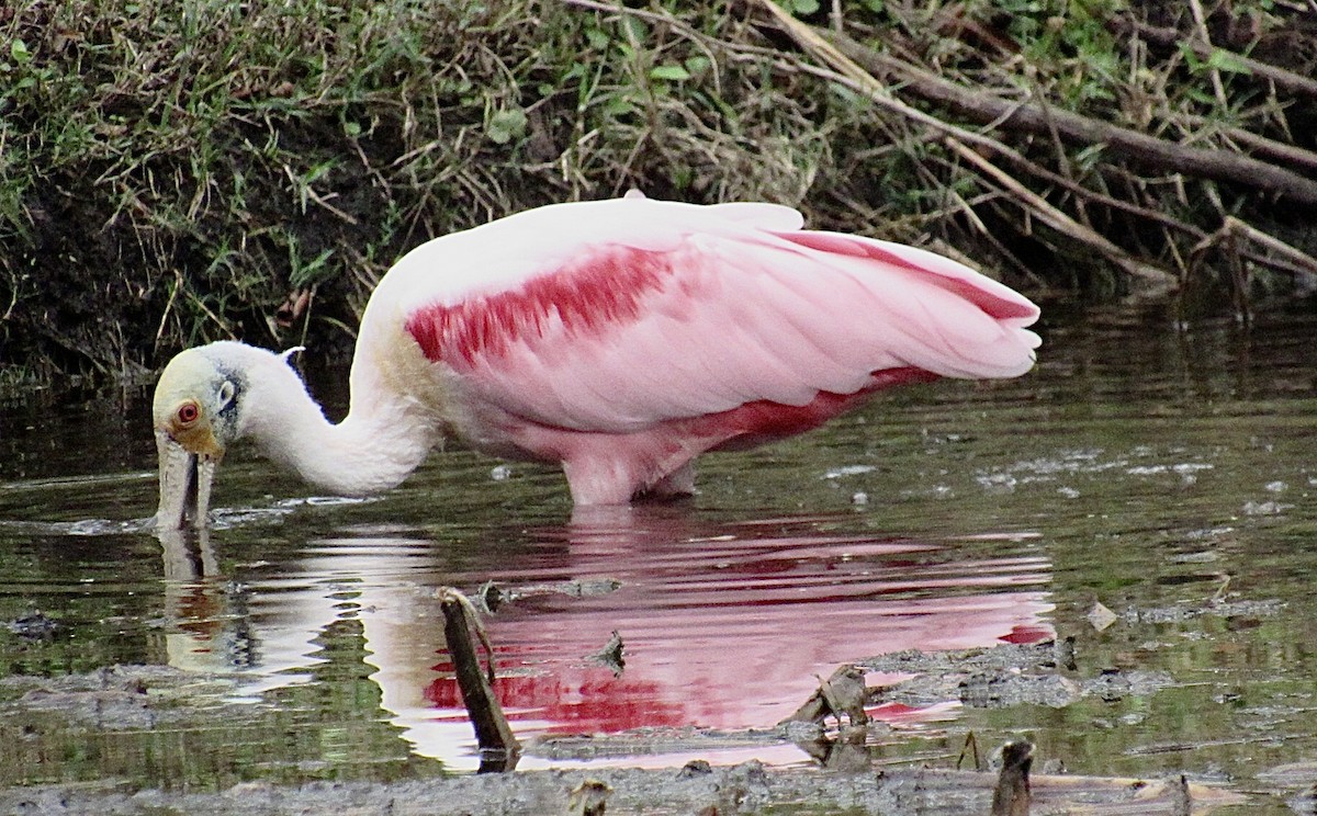 Espátula Rosada - ML646638377