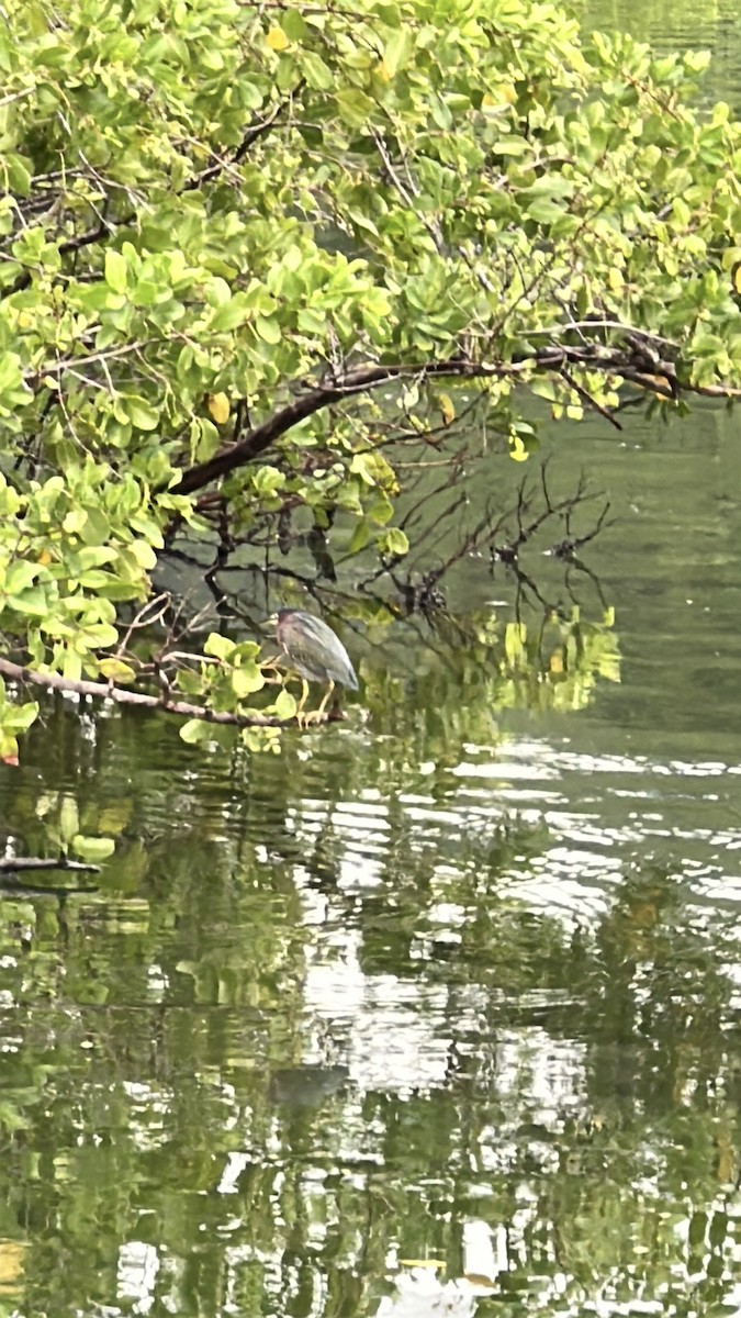 Green Heron - ML646638378