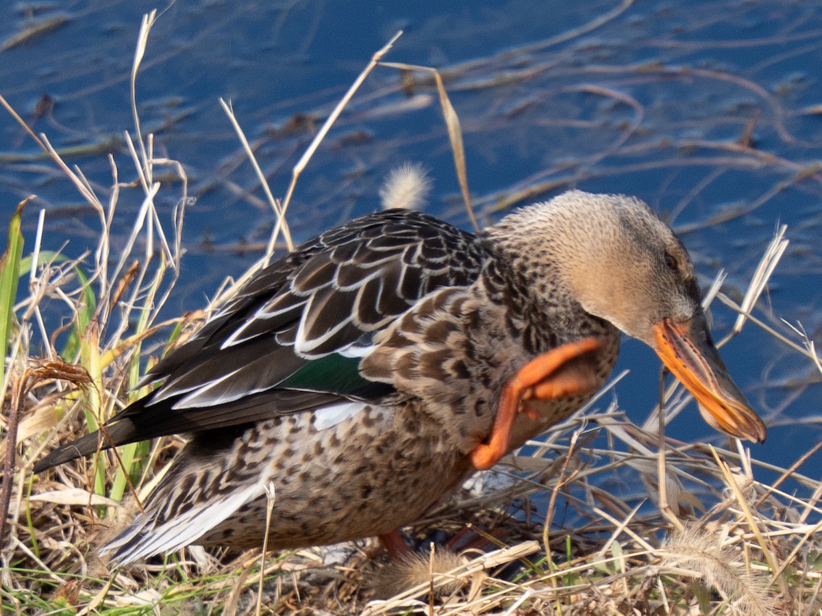 skjeand - ML646638381