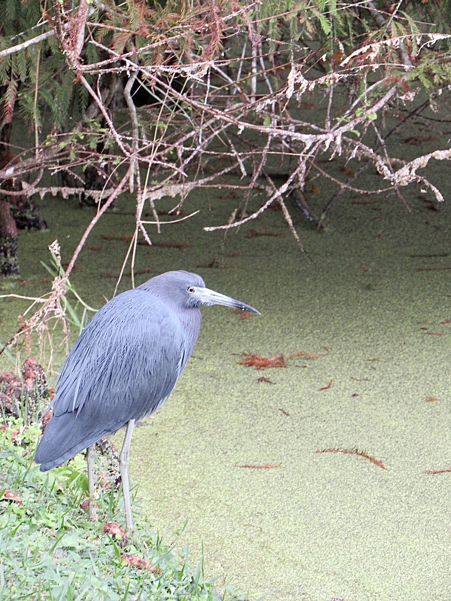 Garceta Azul - ML646638386