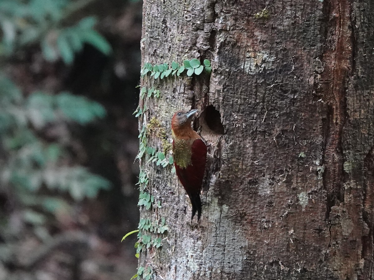 Kızıl Sarıense - ML646638388