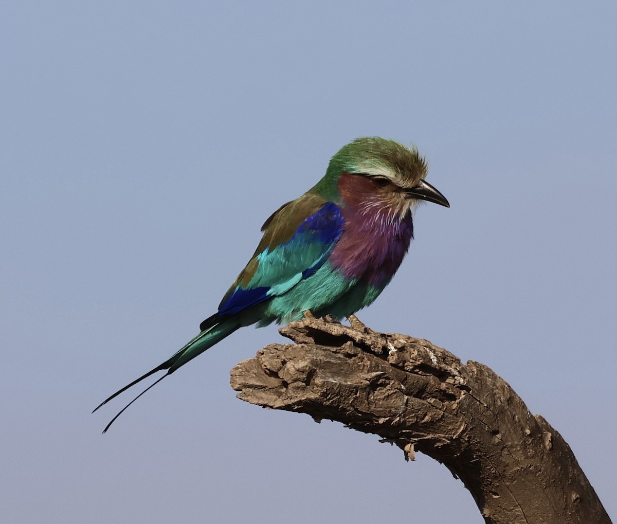 Leylak Renkli Gökkuzgun - ML646638394