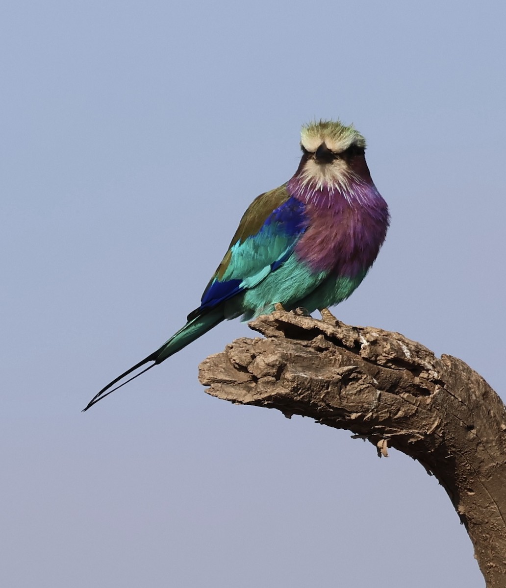 Leylak Renkli Gökkuzgun - ML646638395